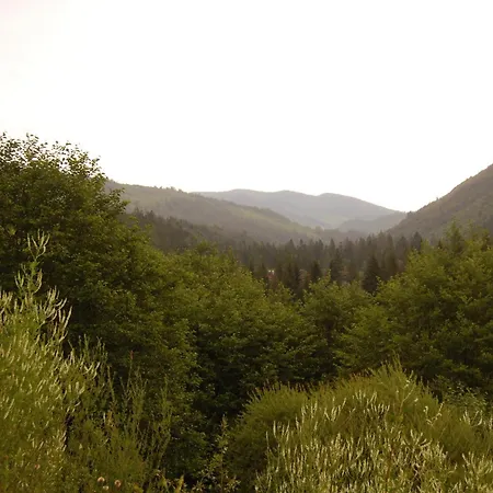 Три Брати Grebenov